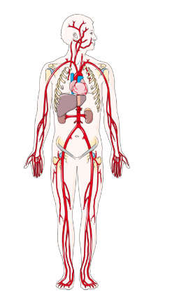 7.3.1 + 7.3.2 Body